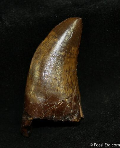 Inch T-Rex / Nanotyrannus Tooth #1264